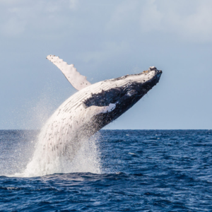 whales in New caledonia
