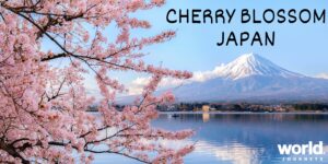 Cherry Blossom Japan by World Journeys