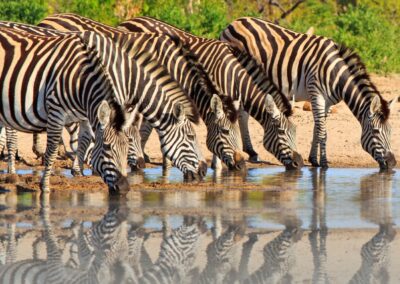 Zebras in Zimbabwe Hwange National Park