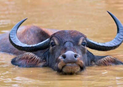 Discover Sri Lanka - Water Buffalo at Yala National Park